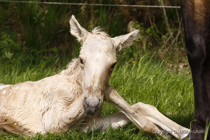 Hjoerdis 12 Min alt (3).JPG